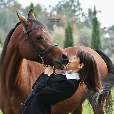 Gospodarstwo agroturystyczne Shazin Stud Alseno