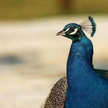 Shazin Stud * Alseno