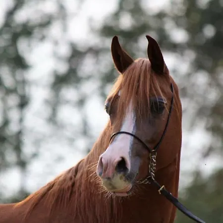 Gospodarstwo agroturystyczne Shazin Stud