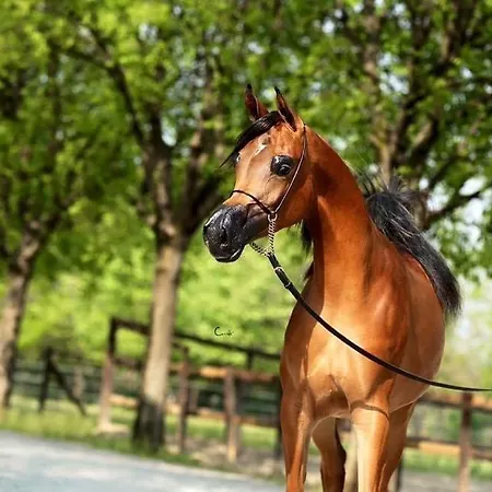 Shazin Stud Gospodarstwo agroturystyczne *