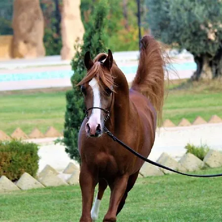 Shazin Stud * Alseno