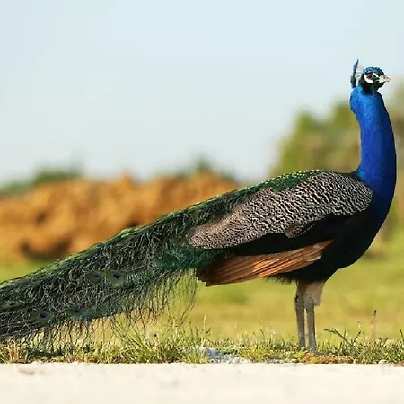 Shazin Stud Gospodarstwo agroturystyczne Alseno