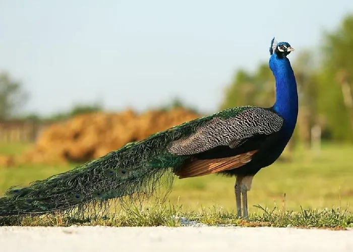 Shazin Stud Séjour à la ferme Alseno