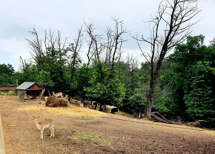 Séjour à la ferme Shazin Stud
