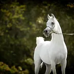 Shazin Stud *