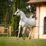 Shazin Stud Alseno