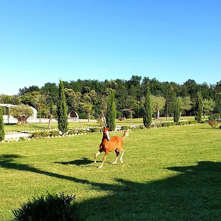 Shazin Stud * Alseno