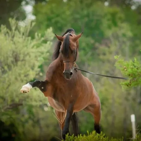 Shazin Stud בית חווה Alseno