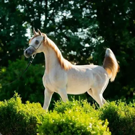 Shazin Stud Alseno