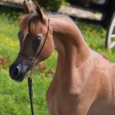 בית חווה Shazin Stud Alseno