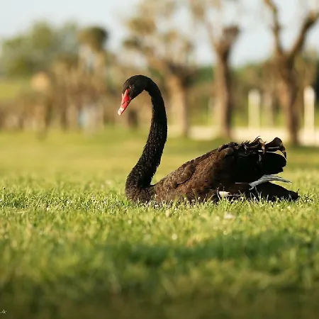 בית חווה Shazin Stud *