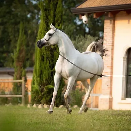 Shazin Stud Alseno