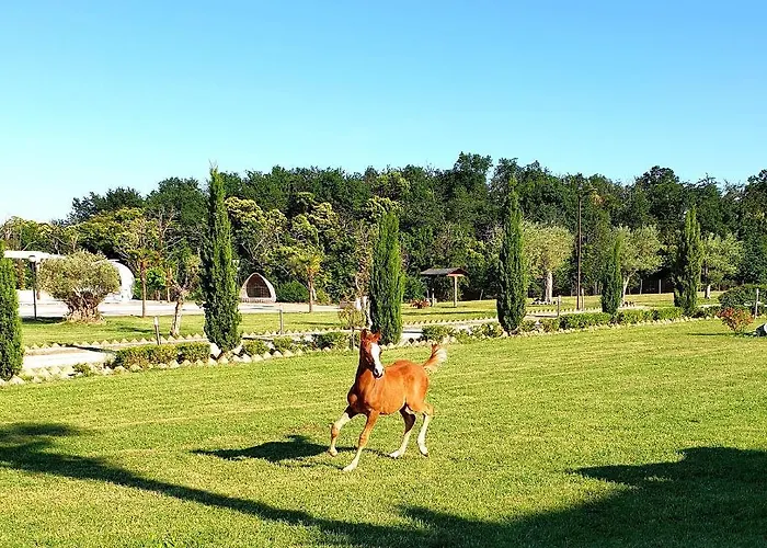 Shazin Stud * Alseno