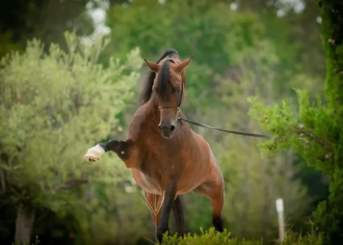 Shazin Stud Agroturismo Alseno