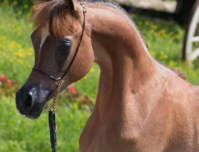 Agroturismo Shazin Stud Alseno