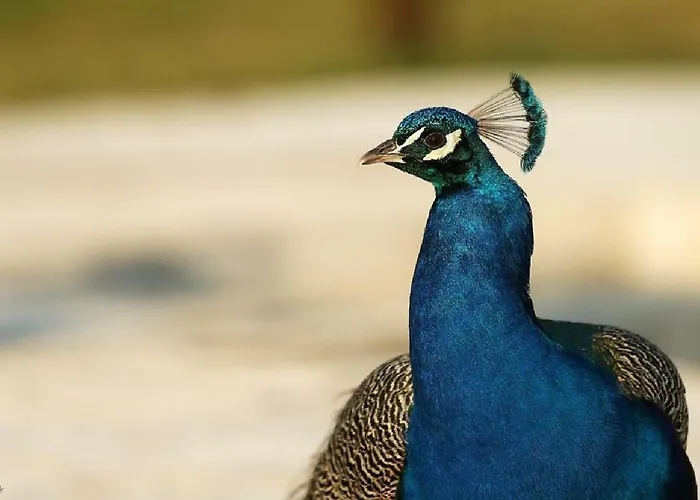 Shazin Stud * Alseno