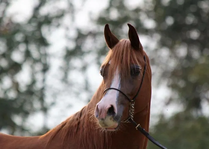 Alloggio per agriturismo Shazin Stud