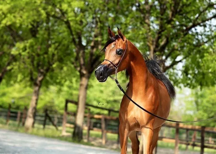 Shazin Stud Agroturismo *