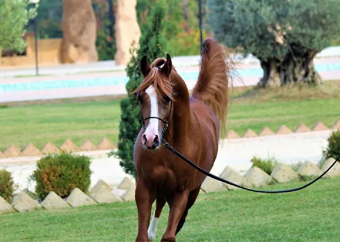 Shazin Stud * Alseno